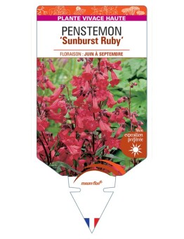 PENSTEMON (x mexicali) Sunburst Ruby