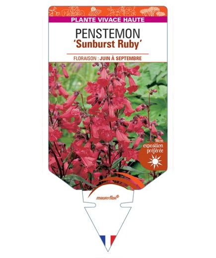 PENSTEMON (x mexicali) Sunburst Ruby