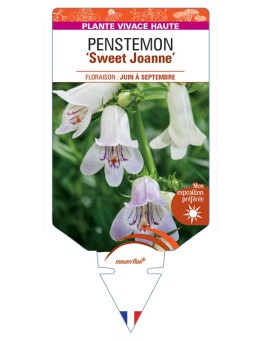 PENSTEMON (x mexicali) Sweet Joanne