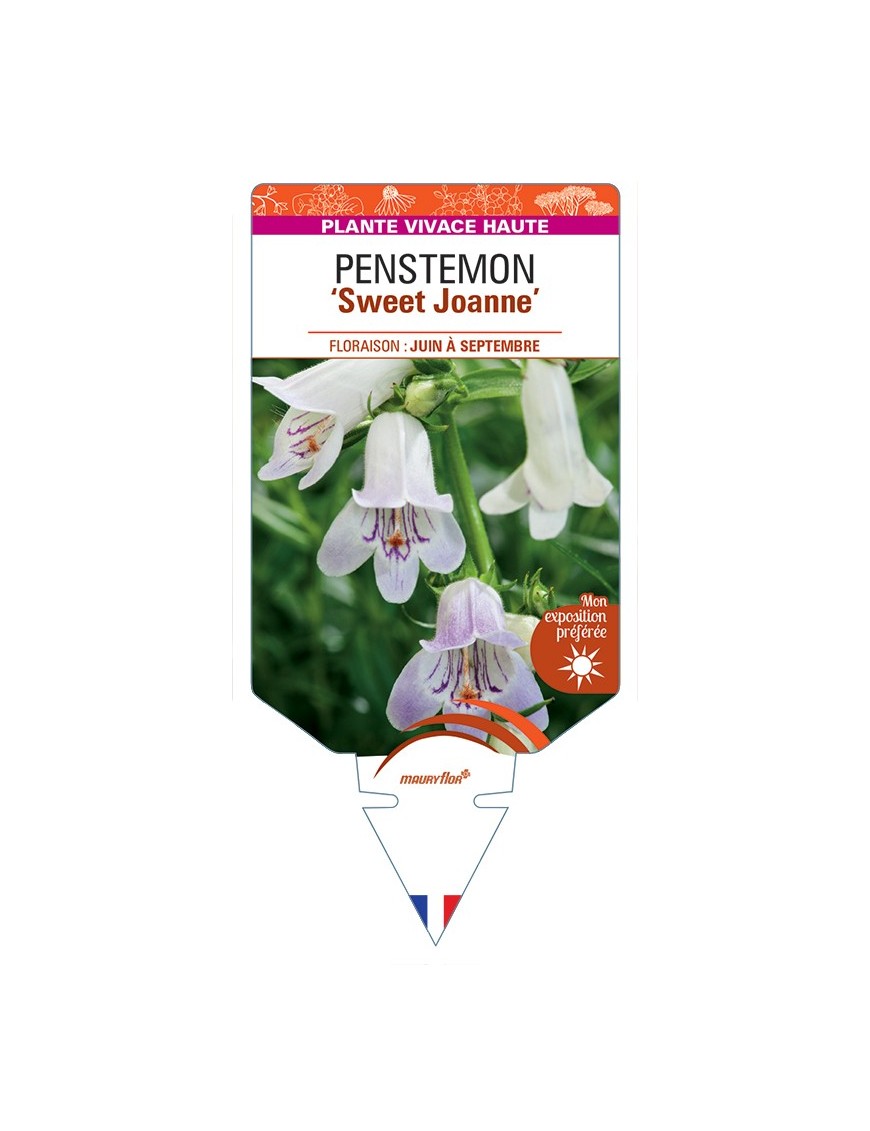 PENSTEMON (x mexicali) Sweet Joanne