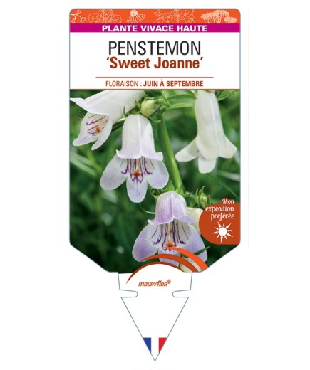 PENSTEMON (x mexicali) Sweet Joanne