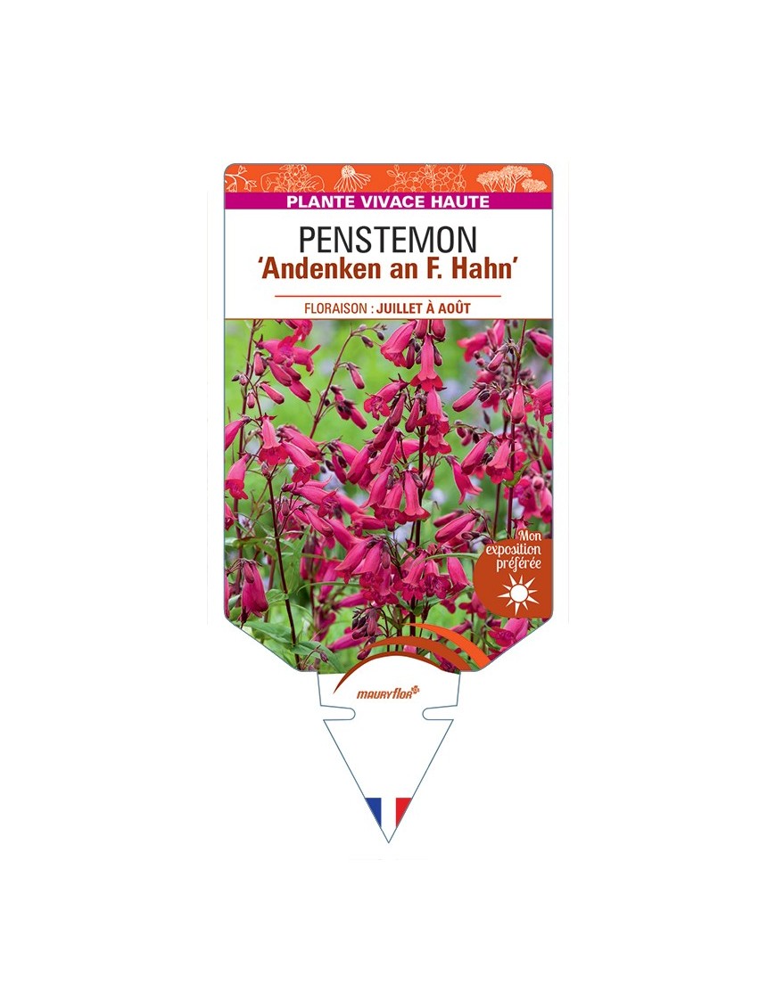 PENSTEMON Andenken an F. Hahn