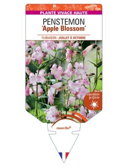 PENSTEMON Apple Blossom