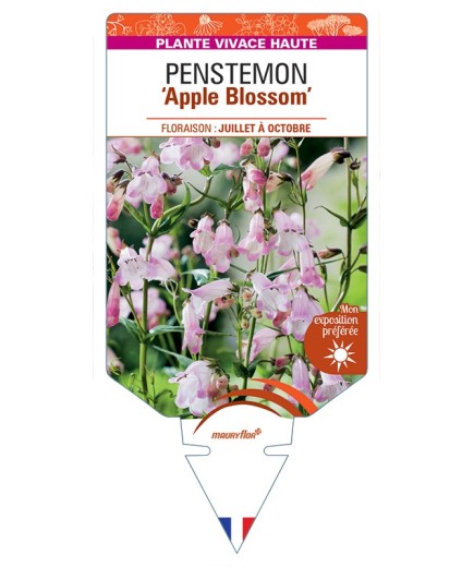 PENSTEMON Apple Blossom