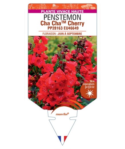 PENSTEMON (x hybrida) Cha ChaTM Cherry