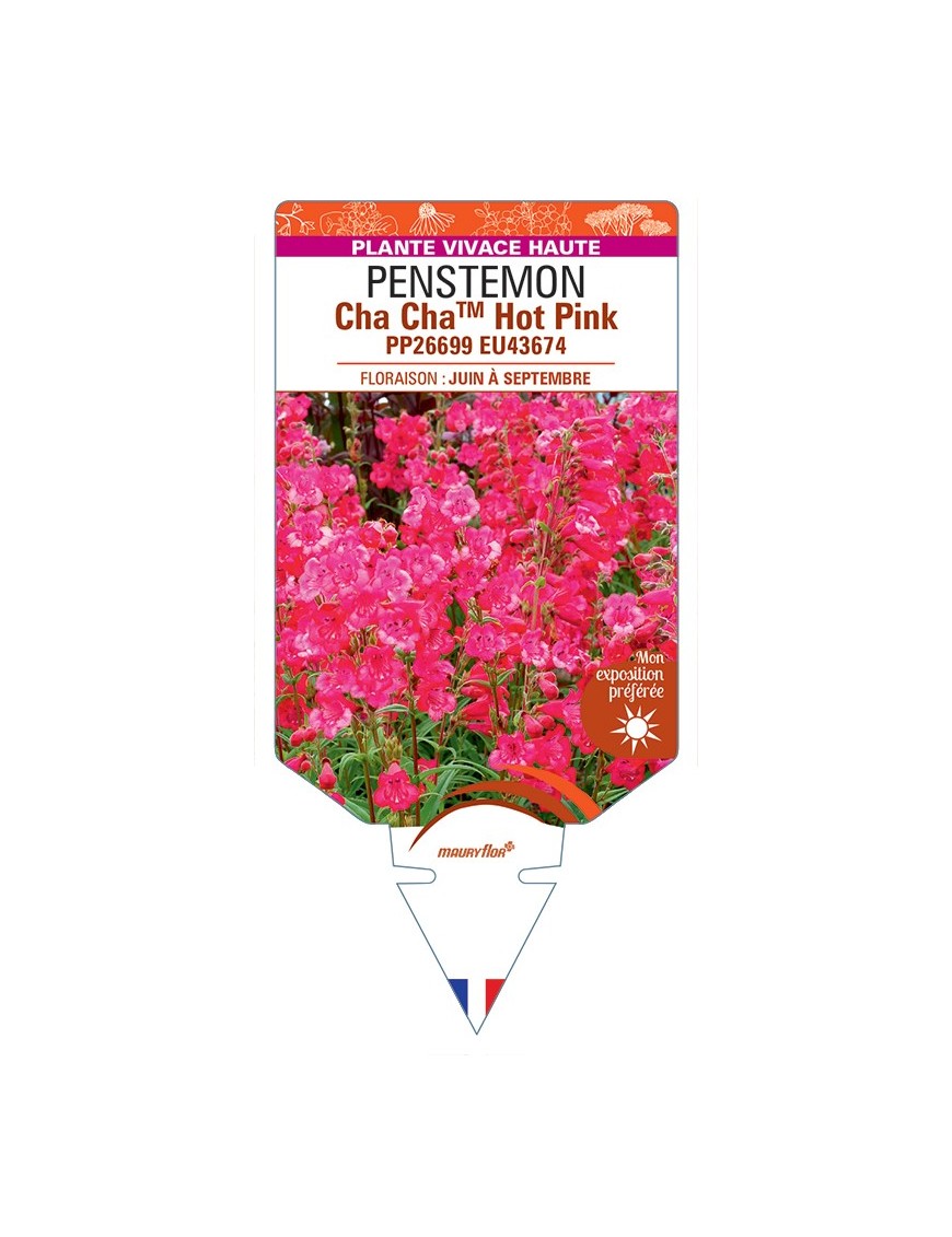PENSTEMON Cha ChaTM Hot Pink