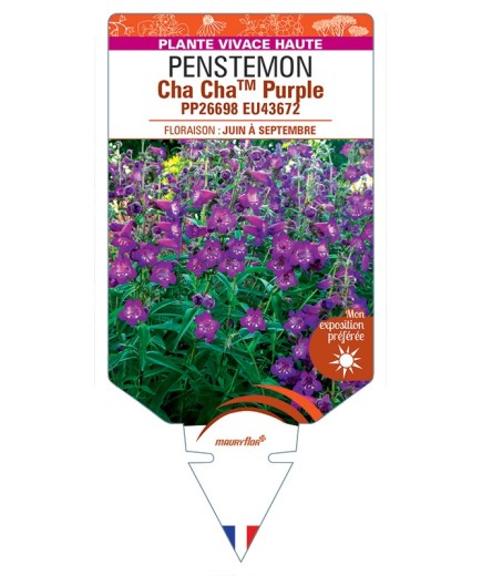 PENSTEMON Cha ChaTM Purple