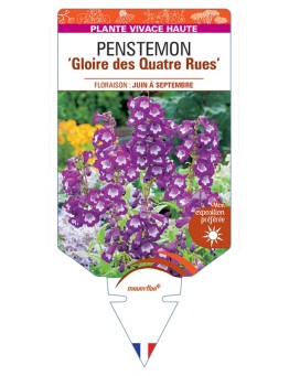 PENSTEMON Gloire des Quatre Rues
