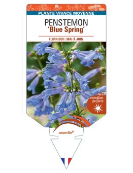PENSTEMON HETEROPHYLLUS BLUE SPRING