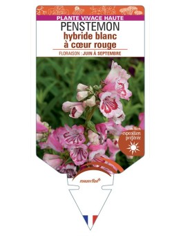 PENSTEMON hybride blanc à cœur rouge