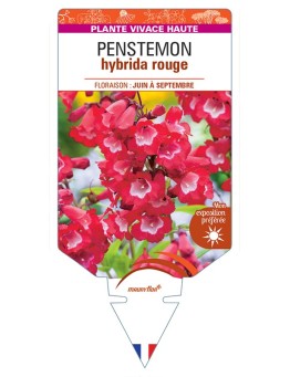 PENSTEMON hybrida (rouge)
