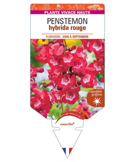 PENSTEMON hybrida (rouge)