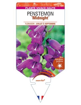 PENSTEMON Midnight