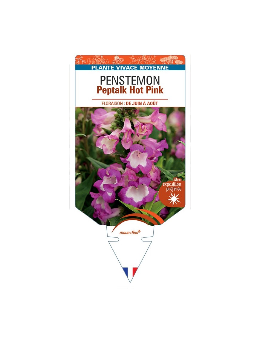 PENSTEMON Peptalk Hot Pink
