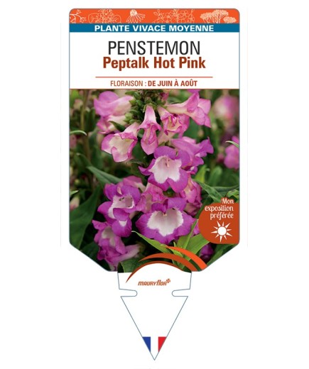 PENSTEMON Peptalk Hot Pink