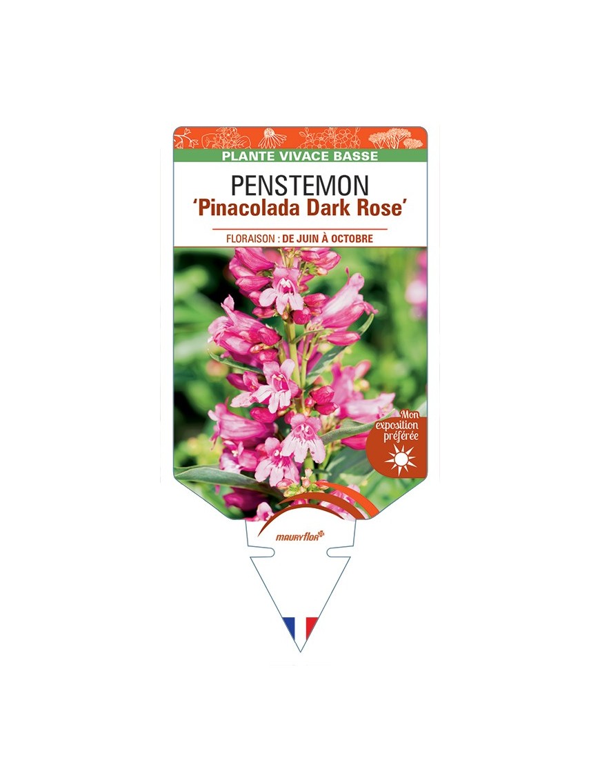 PENSTEMON Pinacolada Dark (rose)