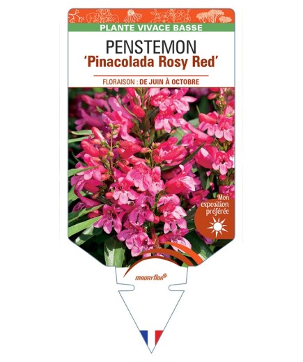 PENSTEMON Pinacolada Rosy Red