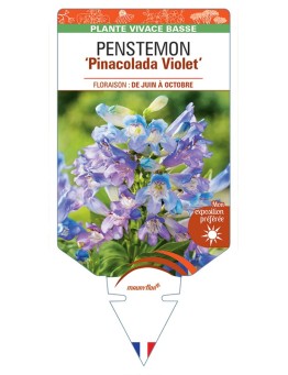 PENSTEMON Pinacolada Violet
