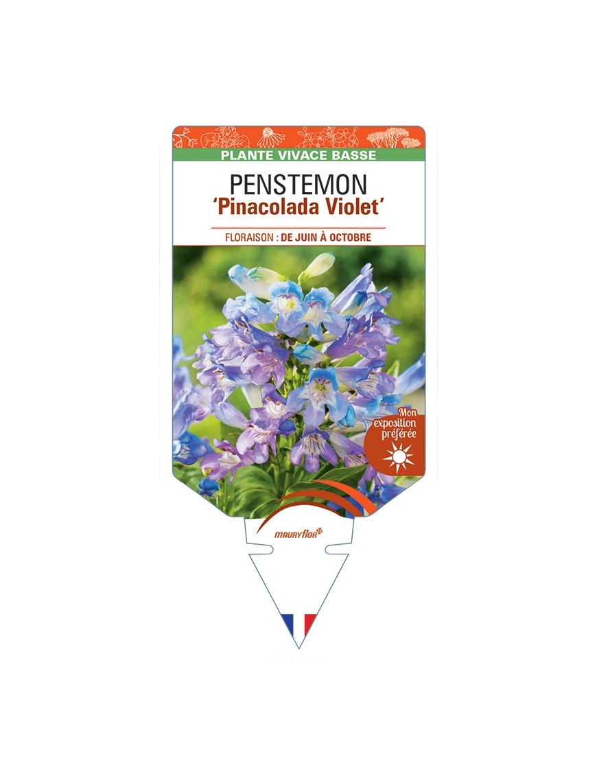 PENSTEMON Pinacolada Violet