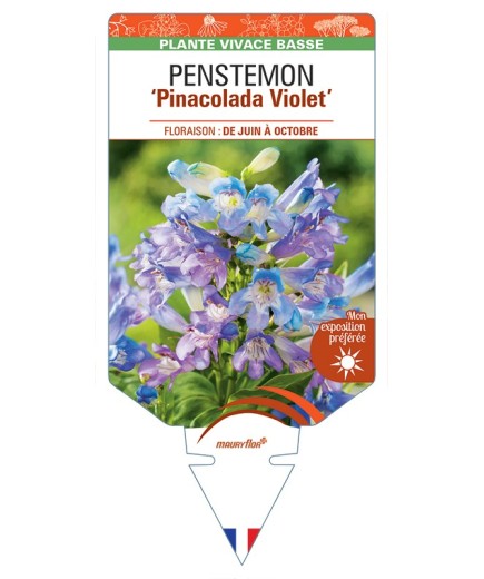 PENSTEMON Pinacolada Violet