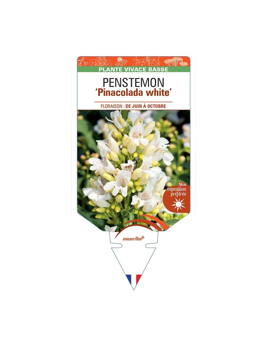 PENSTEMON Pinacolada White