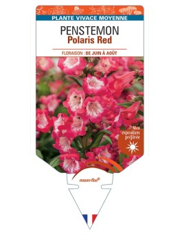 PENSTEMON Polaris Red