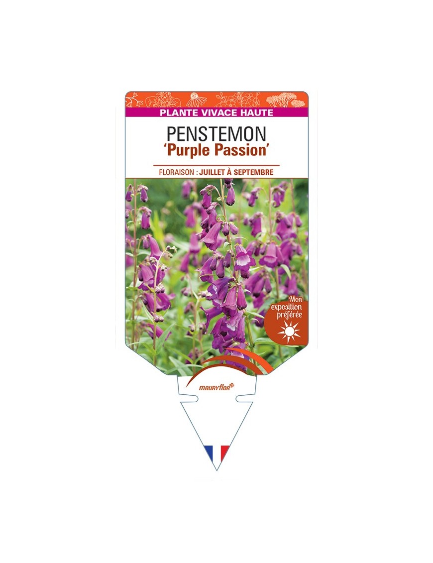 PENSTEMON Purple Passion
