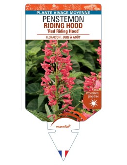 PENSTEMON RIDING HOOD Red Riding Hood