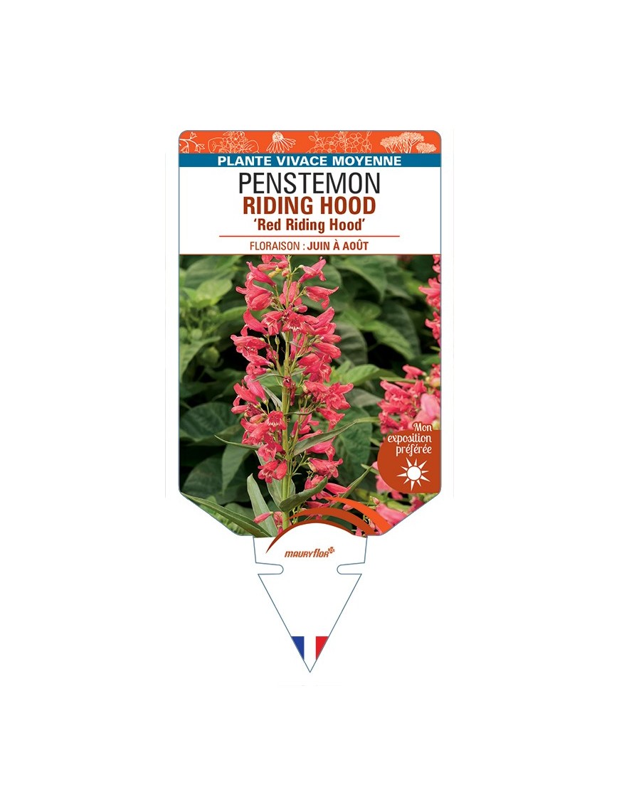 PENSTEMON RIDING HOOD Red Riding Hood