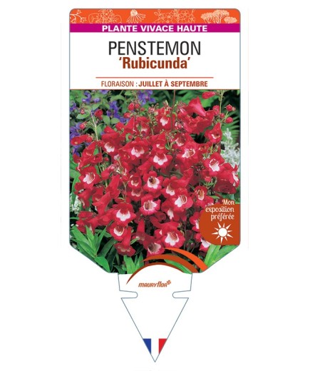 PENSTEMON Rubicunda