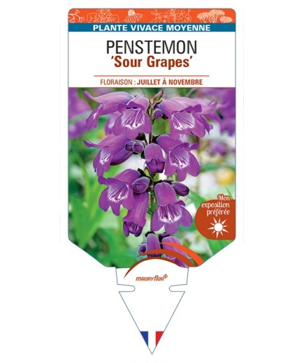 PENSTEMON Sour Grapes