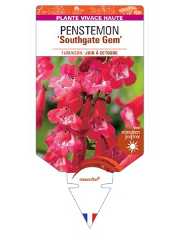 PENSTEMON Southgate Gem