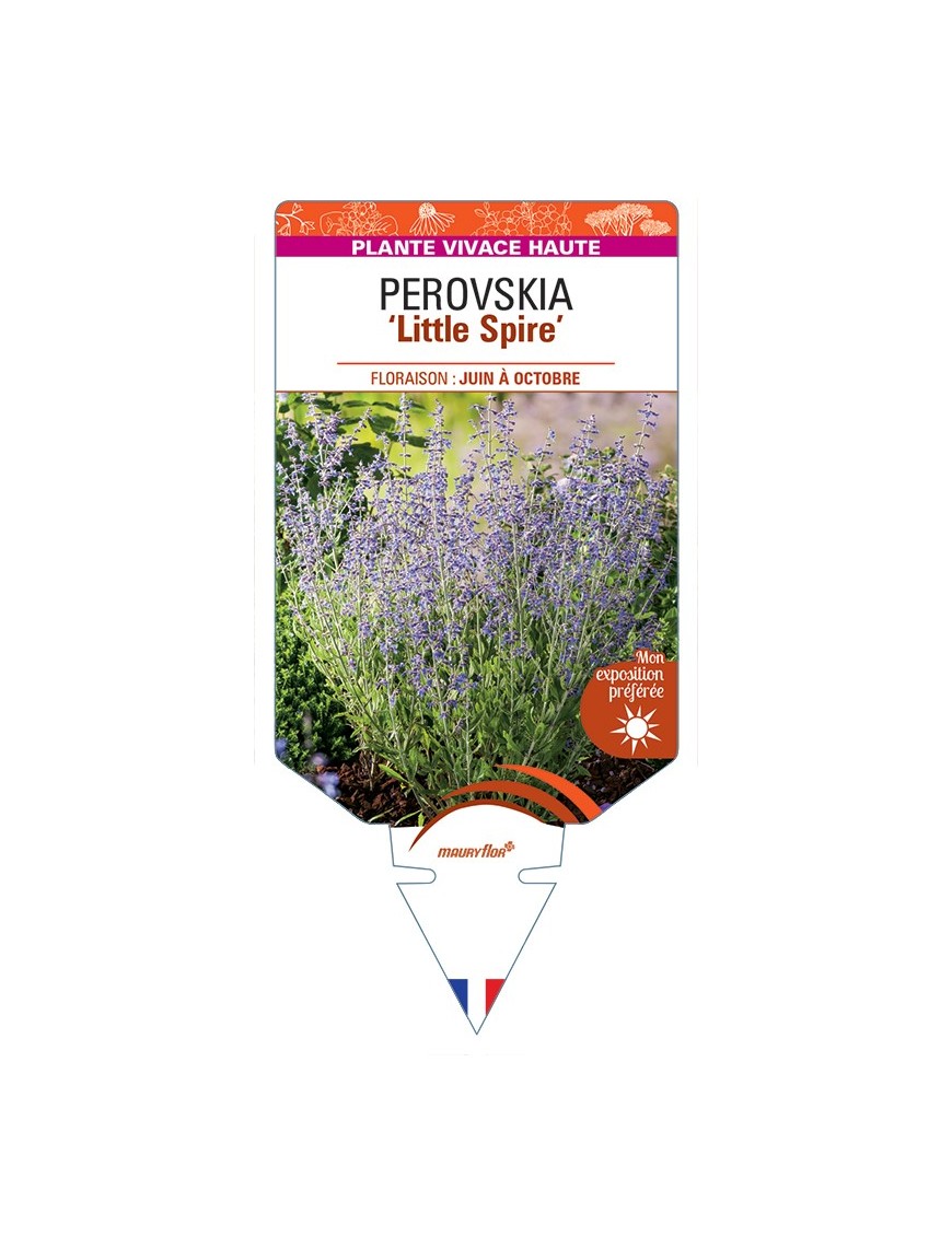 PEROVSKIA (atriciplifolia) Little Spire