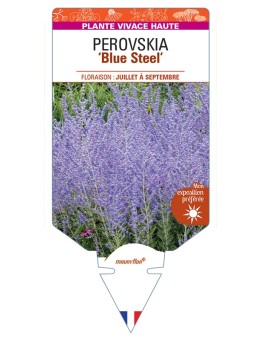 PEROVSKIA (atriplicifolia) Blue Steel