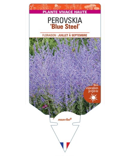 PEROVSKIA (atriplicifolia) Blue Steel