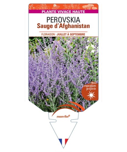 PEROVSKIA (atriplicifolia) voir Sauge d’Afghanistan