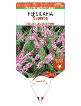 PERSICARIA (affinis) Superba