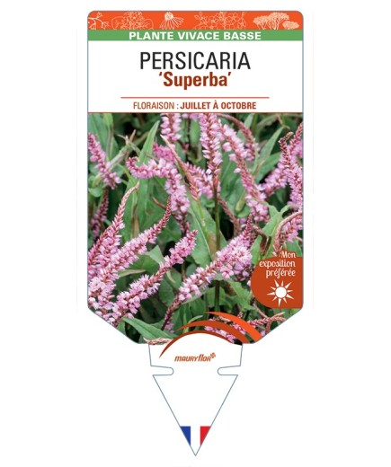 PERSICARIA (affinis) Superba