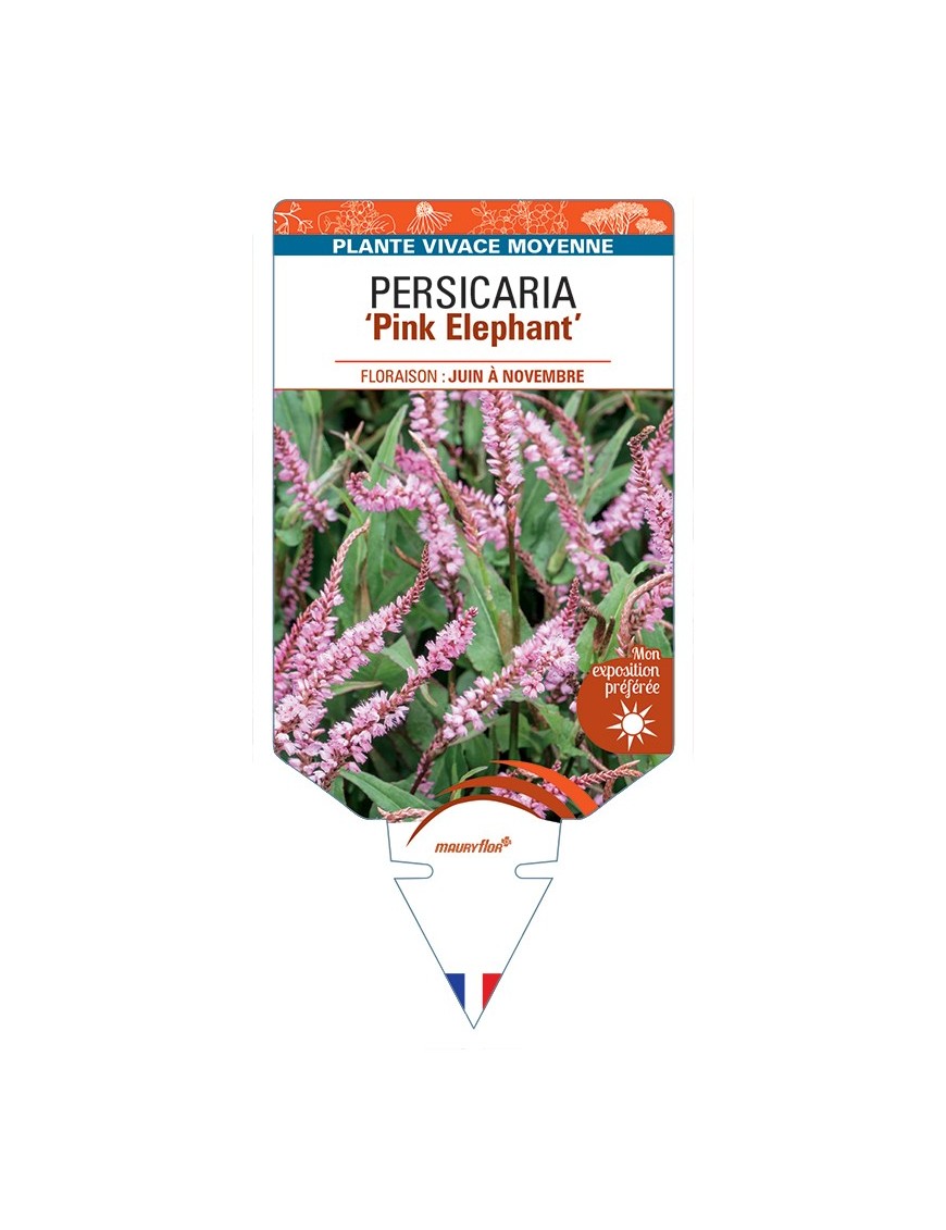 PERSICARIA (amplexicaulis) Pink Elephant