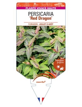 PERSICARIA (microcephala) Red Dragon