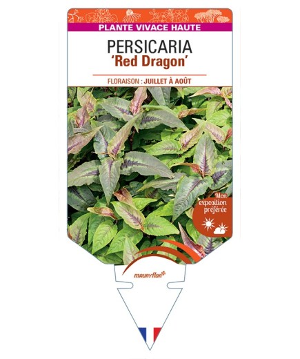 PERSICARIA (microcephala) Red Dragon