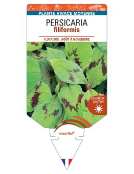 PERSICARIA filiformis