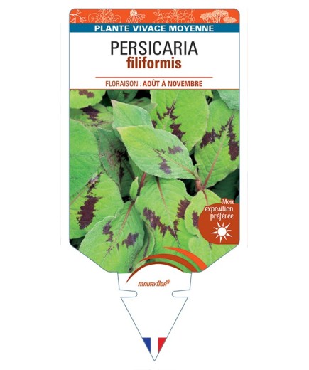 PERSICARIA filiformis