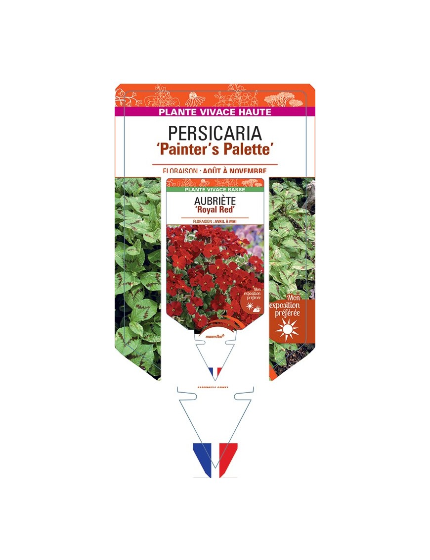 PERSICARIA (virginiana) Painter’s Palette