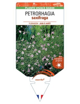 PETRORHAGIA saxifraga