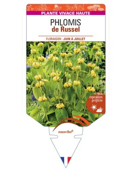 PHLOMIS (russeliana) de Russel