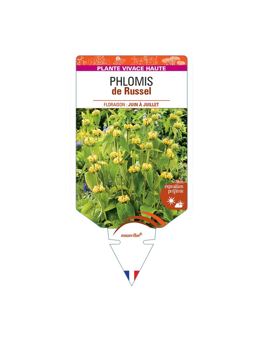 PHLOMIS (russeliana) de Russel