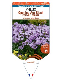 PHLOX (hybrida) Opening Act Blush