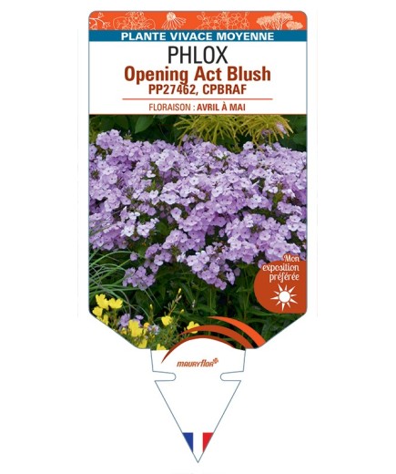 PHLOX (hybrida) Opening Act Blush