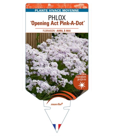PHLOX (hybrida) Opening Act Pink-A-Dot